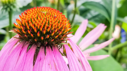 Closeup shot of an echinacea plant, with focus on its ripe cone situated at the center of purple flower, with blurred plants in the background.