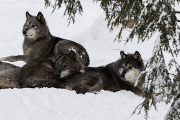 Obraz premium northwestern wolf (Canis lupus occidentalis) pack in winter