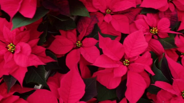 A lot of flowers in floral store for sale as a holiday gift. Christmas customs and traditions. Poinsettia flower symbolize good cheer and to bring wishes of mirth and celebration. 