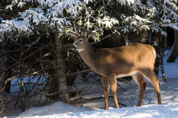 Fototapeta premium white tailed deer in winter
