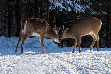 white tailed deer in winter