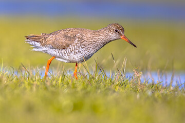 Common redshank wader bird in wetland