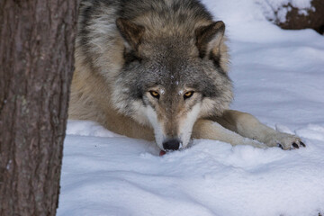Obraz premium northwestern wolf portrait in winter