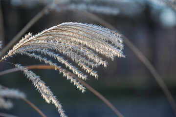 Winter landscape and beauty of nature: Tender feather grass covered with hoarfrost blurred background