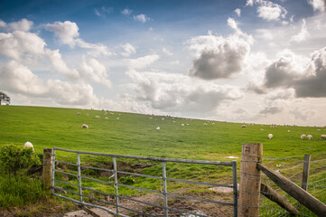 Flock of grazing sheep with lambs on a meadow with a gate in the foreground, Scotland. Concept: animal life, national symbol, life on farms, wool production