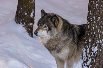 northwestern wolf portrait in winter