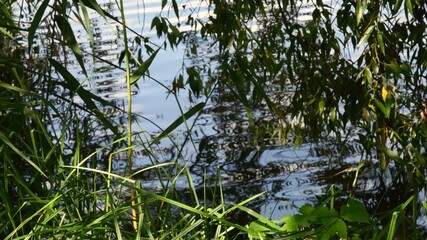 Wetlands nature blurred background. Swamp with reeds over wavy still water surface with tree leaf branches above. Restoring natural water retention reservoirs