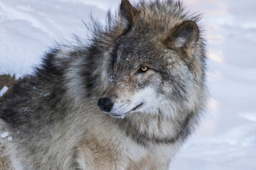 northwestern wolf portrait in winter