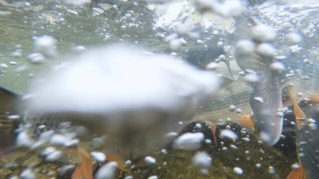 Underwater footage of Nase carp. Spawning Chondrostoma nasus. Freshwater fish swimming in the clean river habitat. Close up and nature light. Spawning Nase.
