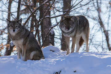 coyote (Canis latrans) in winter