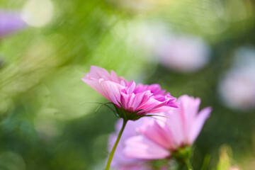 nice flowers in the summer garden