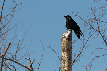 common raven (Corvus corax) in winter