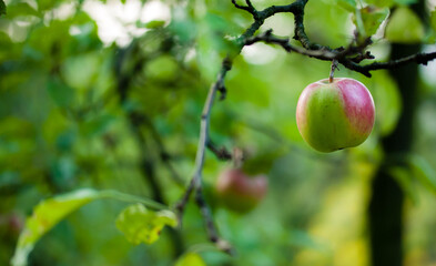 jabłko na drzewie w ogrodzie - obrazy, fototapety, plakaty