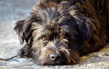 animal perro negro  domestico