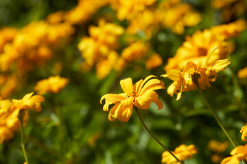nice flowers in the summer garden