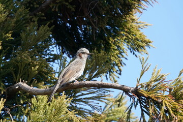 bulbul on the branch