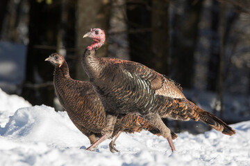 wild turkey (Meleagris gallopavo) in winter