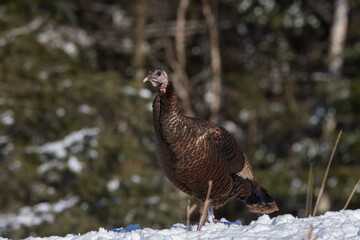 wild turkey (Meleagris gallopavo) in winter