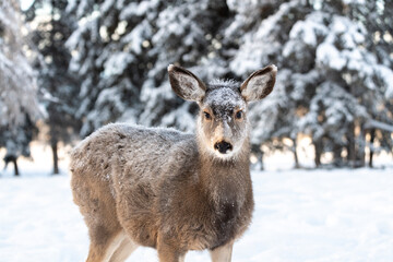 Naklejka na ściany i meble A cute, adorable mule deer seen in Yukon Territory with snow on its back and head in winter time season. 