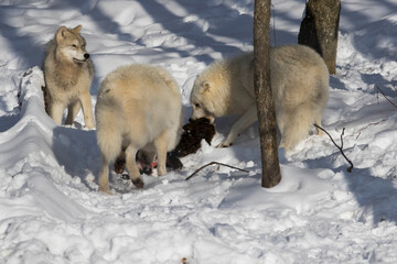 Naklejka premium arctic wolves feeding in winter