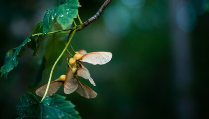 Naklejka premium brązowe owoce klonu - dwuskrzydlaki, noski na gałęzi na ciemno zielonym tle