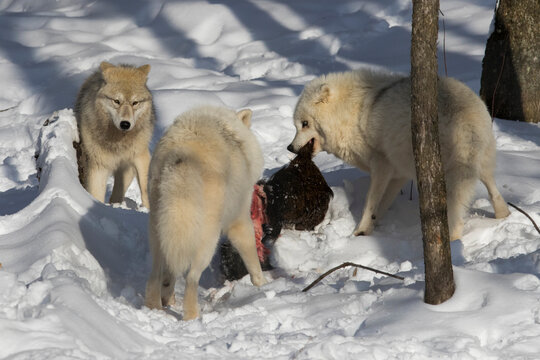 arctic wolves feeding in winter