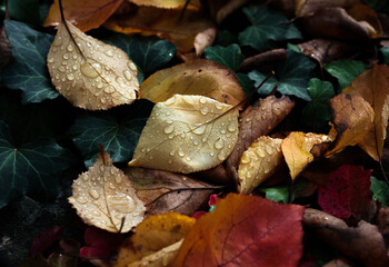 Autumn leaves with water drops