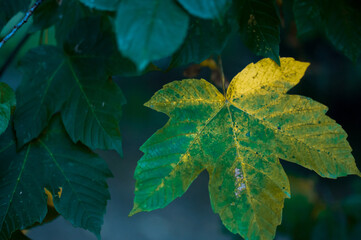 żółto-zielony liść drzewa na ciemnym tle