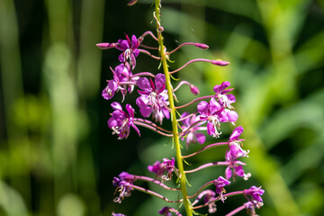 Planted Purple Flower in California, Central Coast