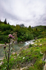 landscape with flowers and water (Silvretta - Vorarlberg/Tyrol, Austria)