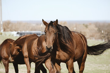 Obraz premium Bay mare with horse herd in rural farm field with Texas landscape blurred in background of quarter horses.