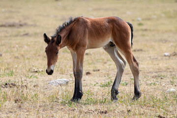 Naklejka na ściany i meble Newborn Baby Horse in Wyoming, Country Ranch With Baby Brown Horse