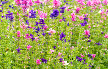 Field of summer flowers