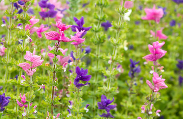 Field of summer flowers