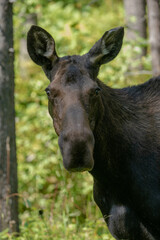 Moose in Bozeman Montana, Mystic Lake Trail