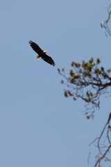 Bald Eagle in Bozeman Montana, Wildlife in Bozeman