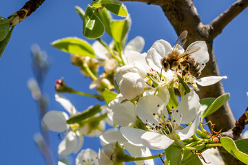 a bee pollinating white apple blossoms against a blue sky background