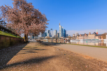 Bank on the river Main With a view of the skyline of Frankfurt. Park and city view in sunshine. Tree with blossom and bench along the path in spring. Ships at the pier