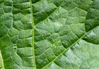 Broad green leaf close up