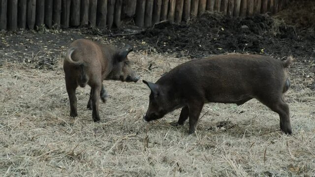 Wild pigs in the pen. Wild hogs rooting in the mud
