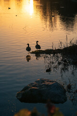 Two Canada geese (Branta canadensis) pose by a lake at sunset while other water birds are in the water.