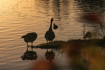Two Canada geese (Branta canadensis) stand at the water's edge near two other water birds framed by reddish leaves at sunset.