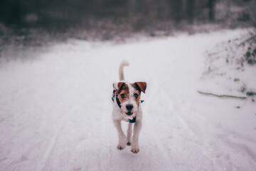 Cute Parson Russell Terrier Winter Portrait