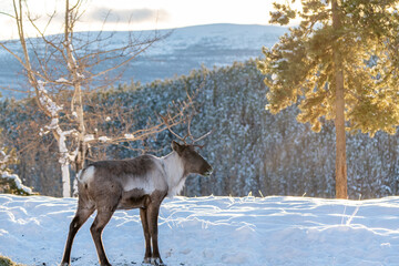 One single, alone caribou reindeer with antlers seen in wilderness, wild outdoors during winter season with snow in northern Canada, Yukon Territory. 