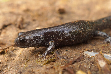 This juvenile , white speckled Mahoroba salamander,  Hynobius hirosei,  will overtime become a pretty big all black adult