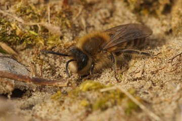 A male spring mining bee, Colletes cunicularius, is searching for emerging females on the ground ... .