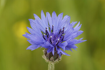 The brillant blue flower of the cornflower ( Centaurea cyanus ) offering a nice contrast with green background ....