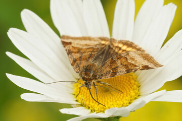 The burnet companion moth , Euclidia glyphica, is a day active moth