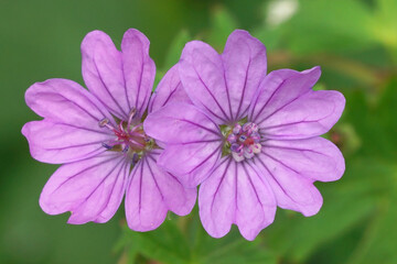 Obraz premium The Hedgerow Cranes-bill or mountain cranesbill, Geranium pyrenaicum is a good and attractive plant for a natural garden and attracts a lot of visitors.