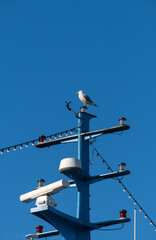 communication antennas and seagull on the ship, luxury yacht,